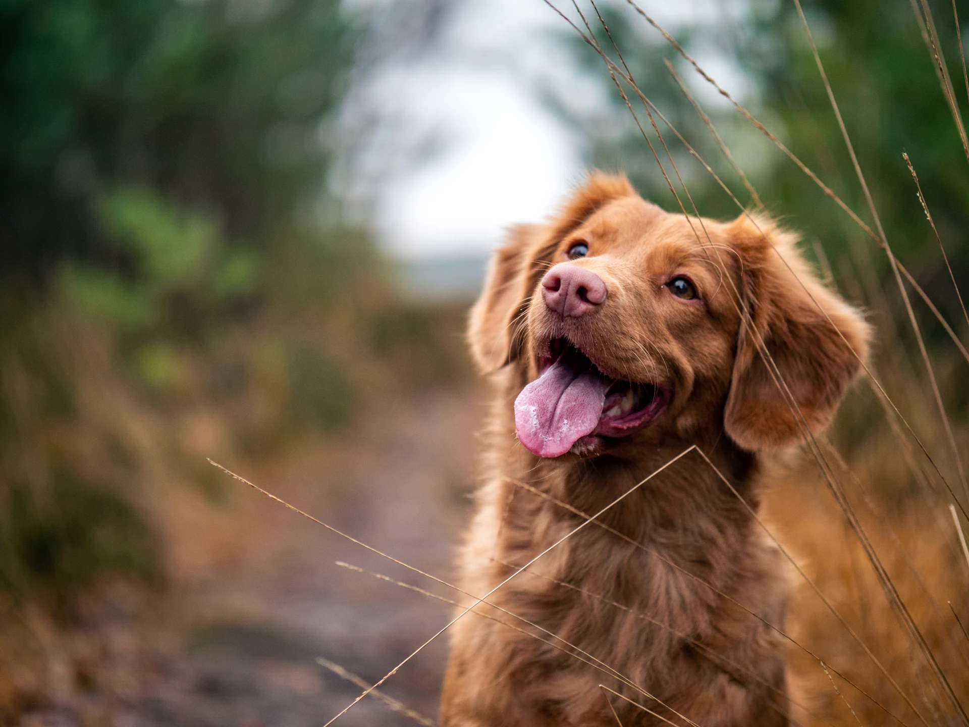 Glücklicher Australian Shepherd in der Natur