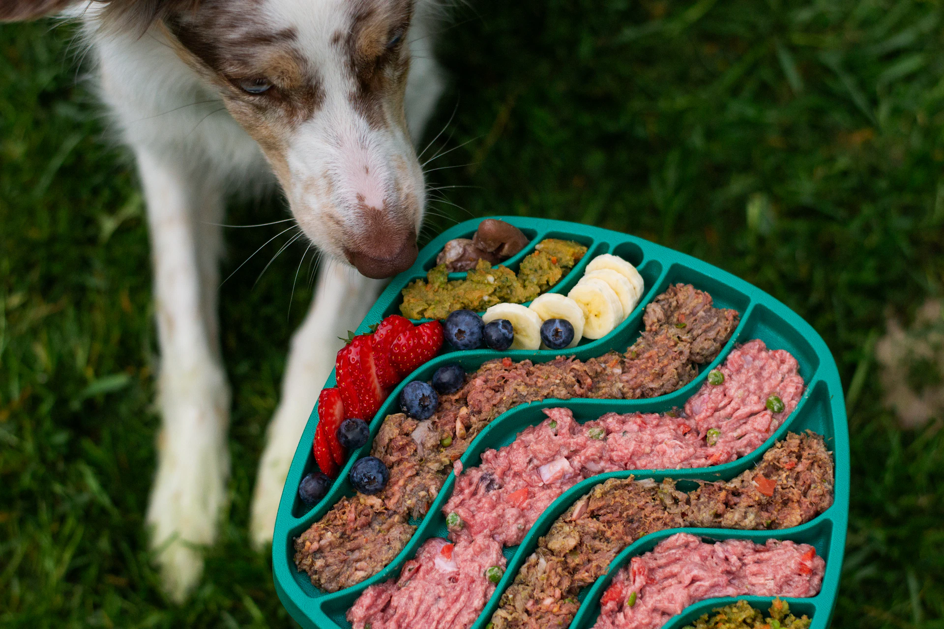 Frische BARF Zutaten und Kräuter