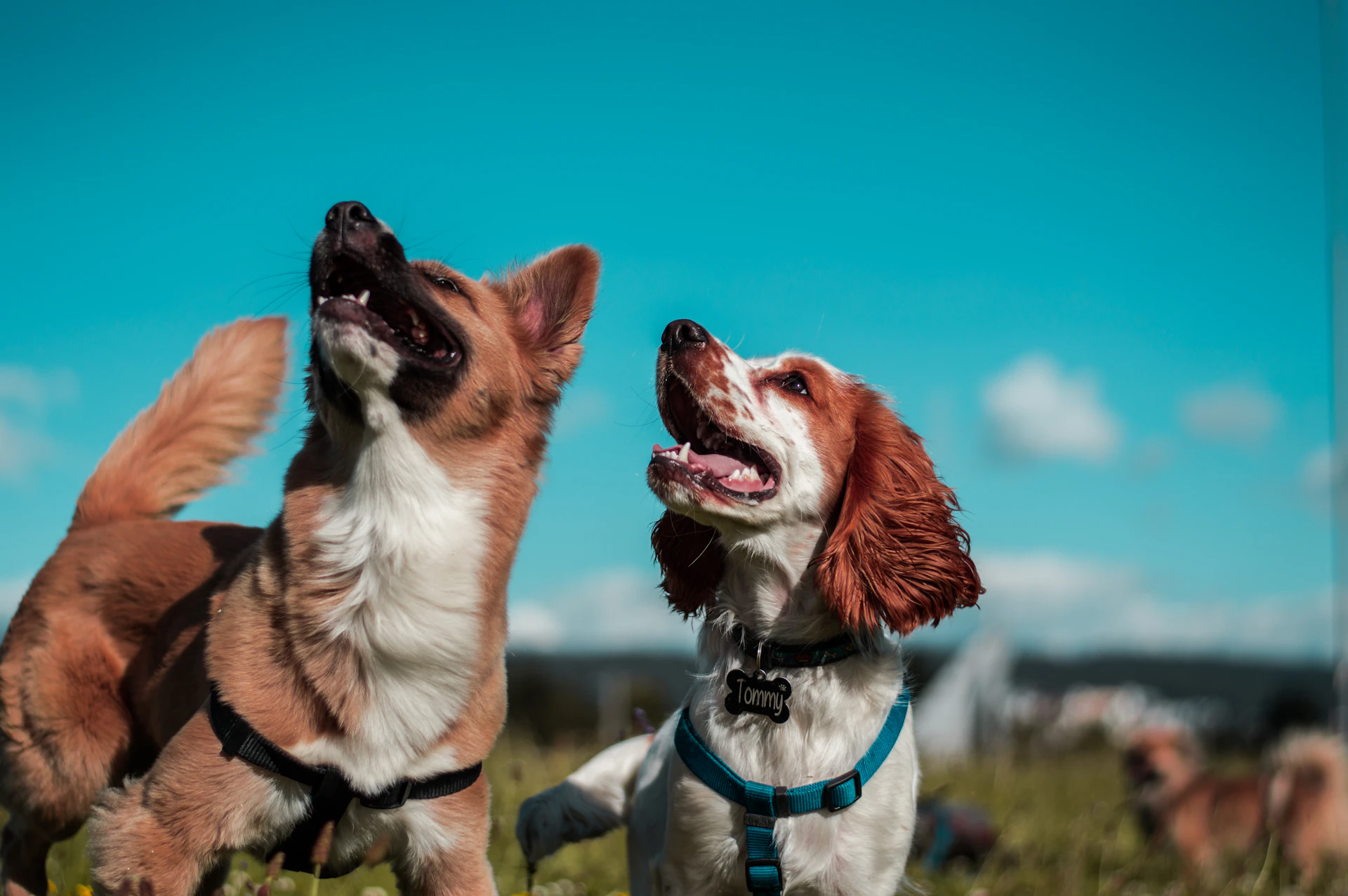 Gesunder, glücklicher Hund